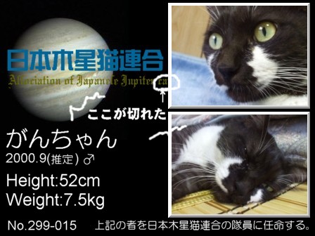 コピー ～ コピー ～ 日本木星猫　カード元.jpg