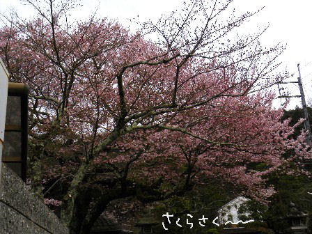 桜～.JPG