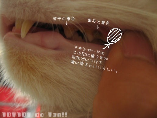歯石とマキシガード.JPG