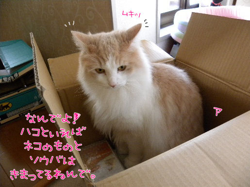 箱と言えば猫と、相場は決まってる.JPG